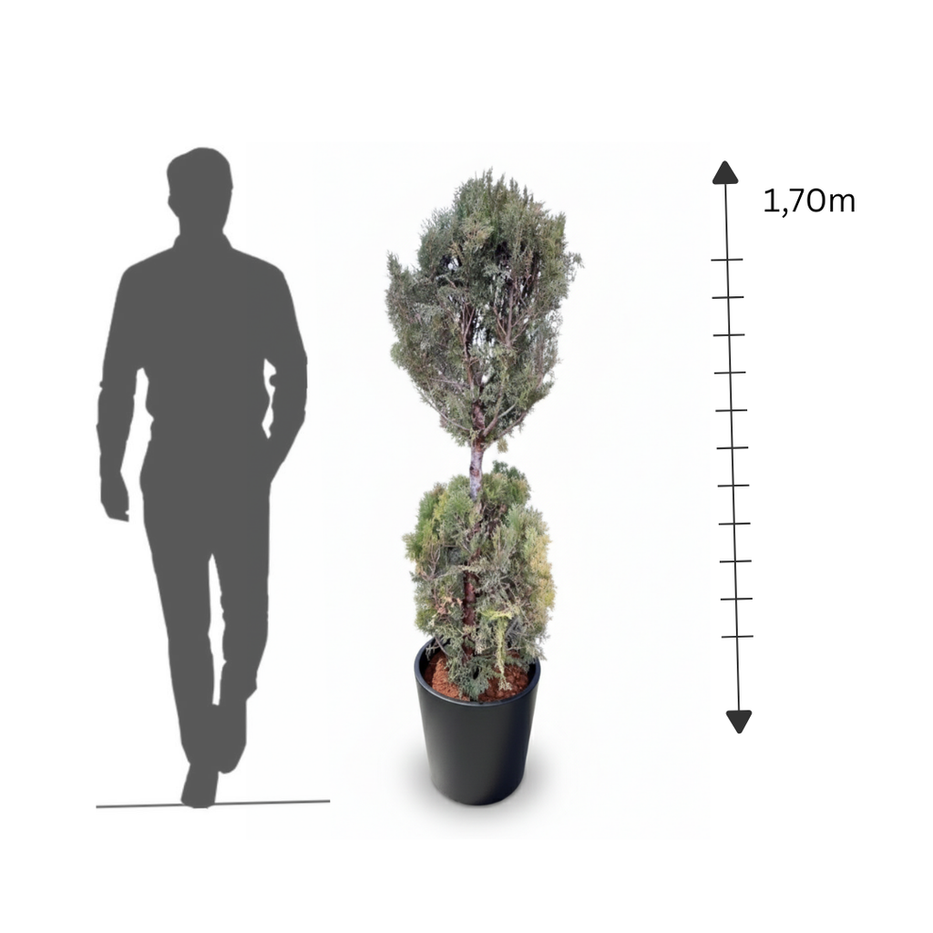 2-Ball Thuja