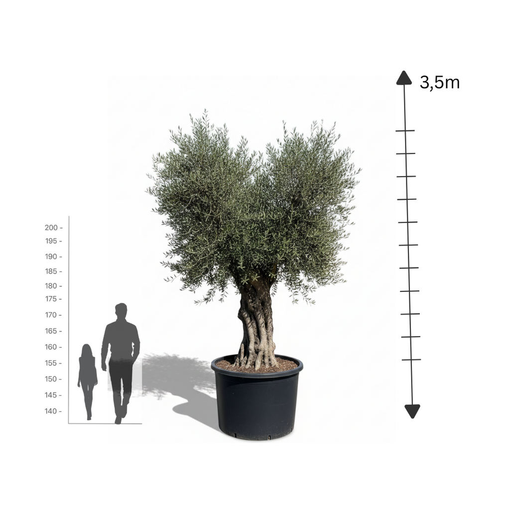 Grand Ancient Olive
