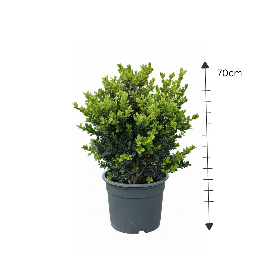 Buxus (Boxwood)