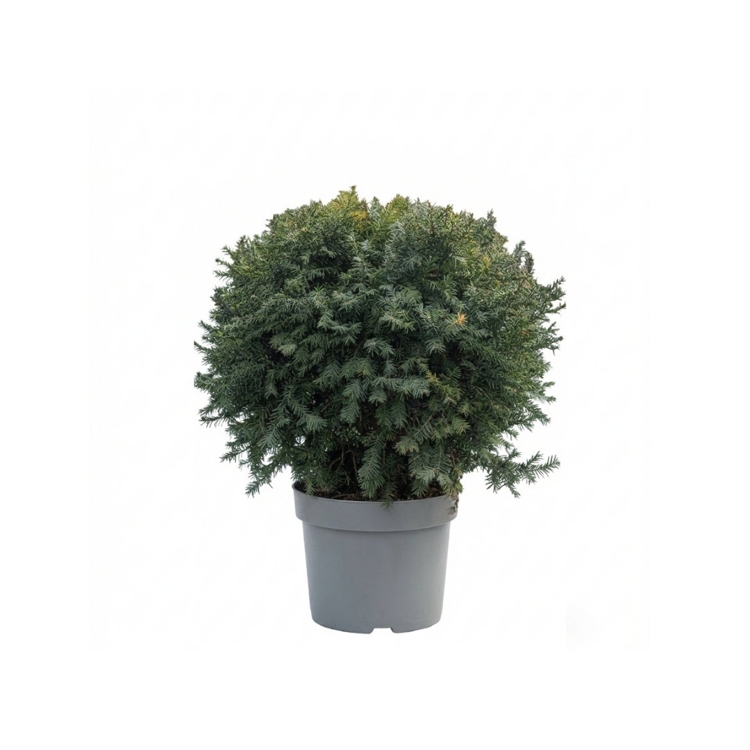 Taxus Ball