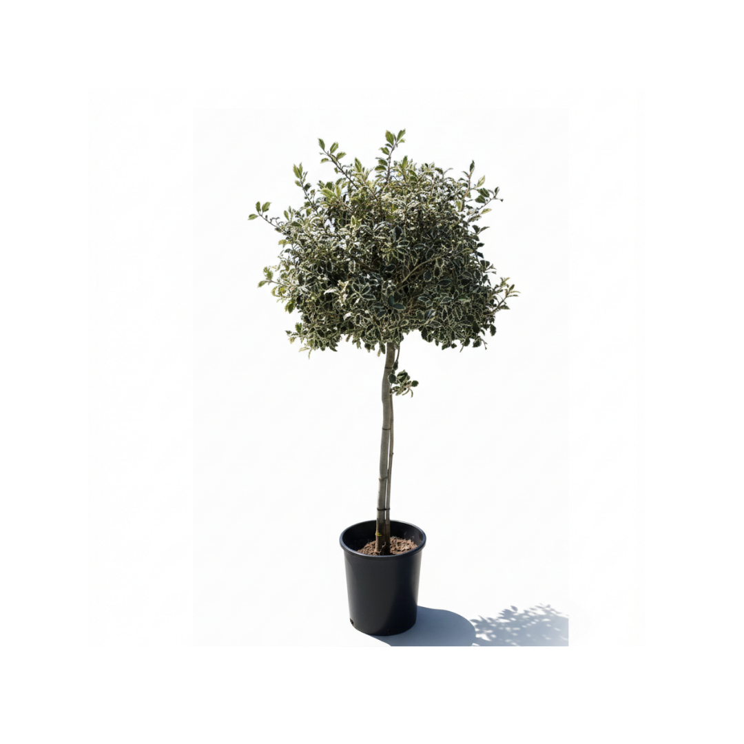 Variegated Oak (Standard Topiary)