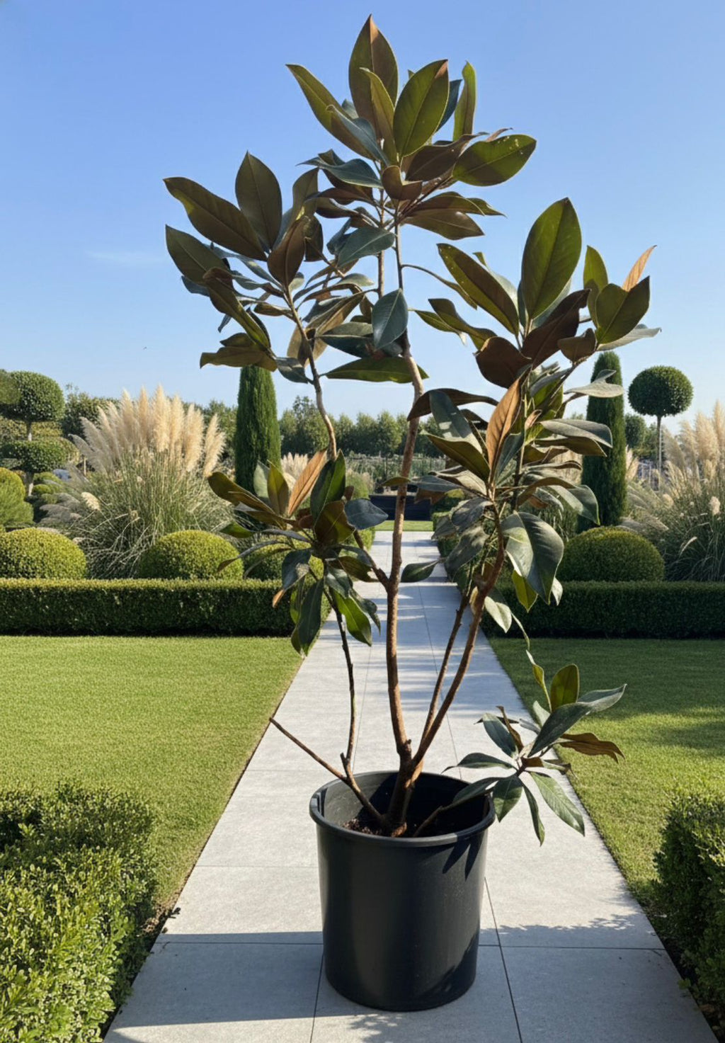 Magnolia