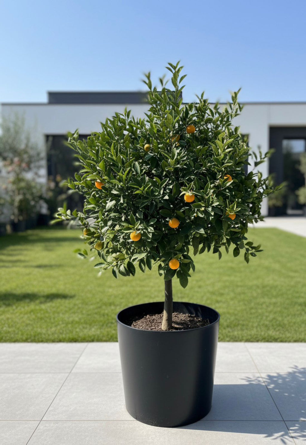 Sculpted Lemon Tree