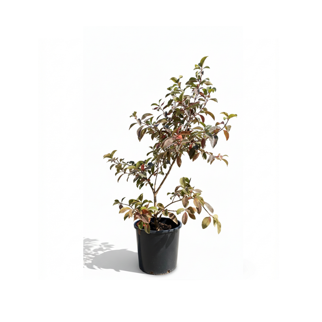Photinia