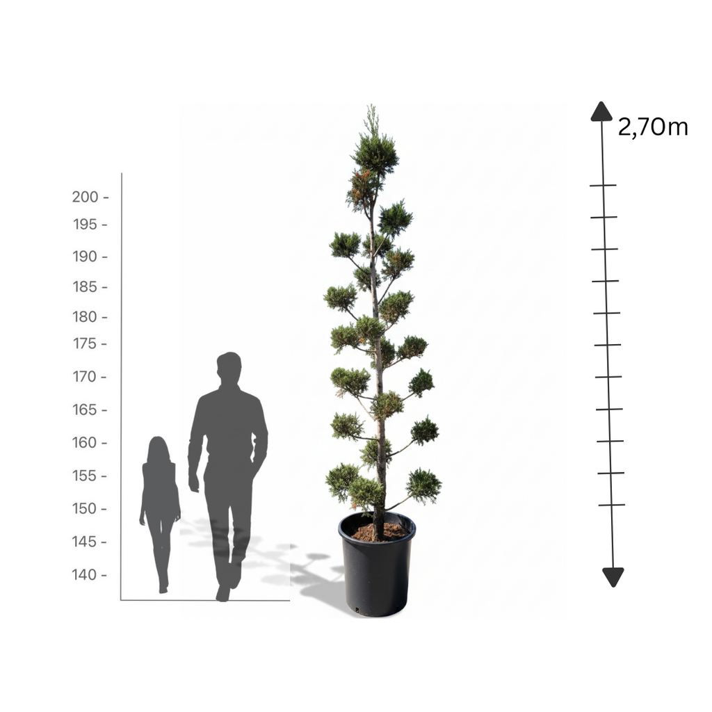 Goldcrest Multi-ball