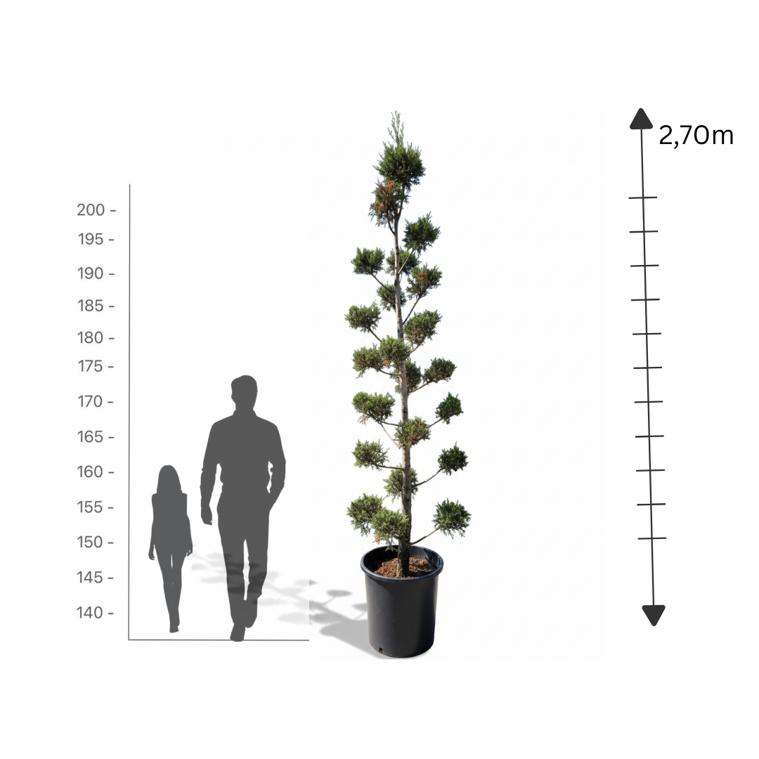 Goldcrest Multi-ball