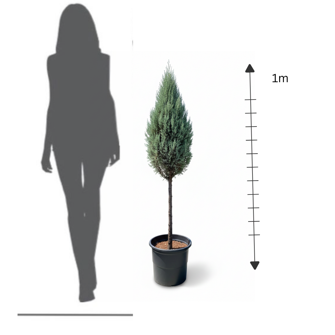 1-Ball Cypress Topiary