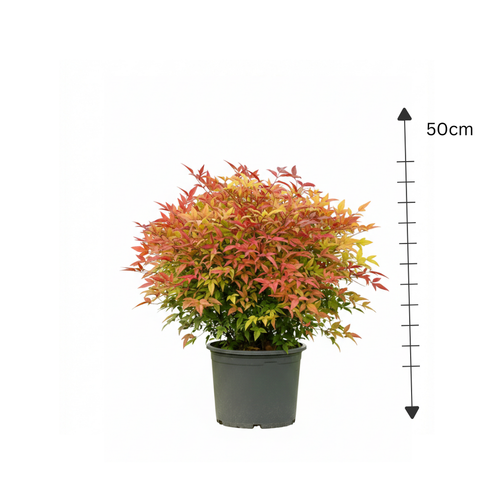 Landinia(Nandina)
