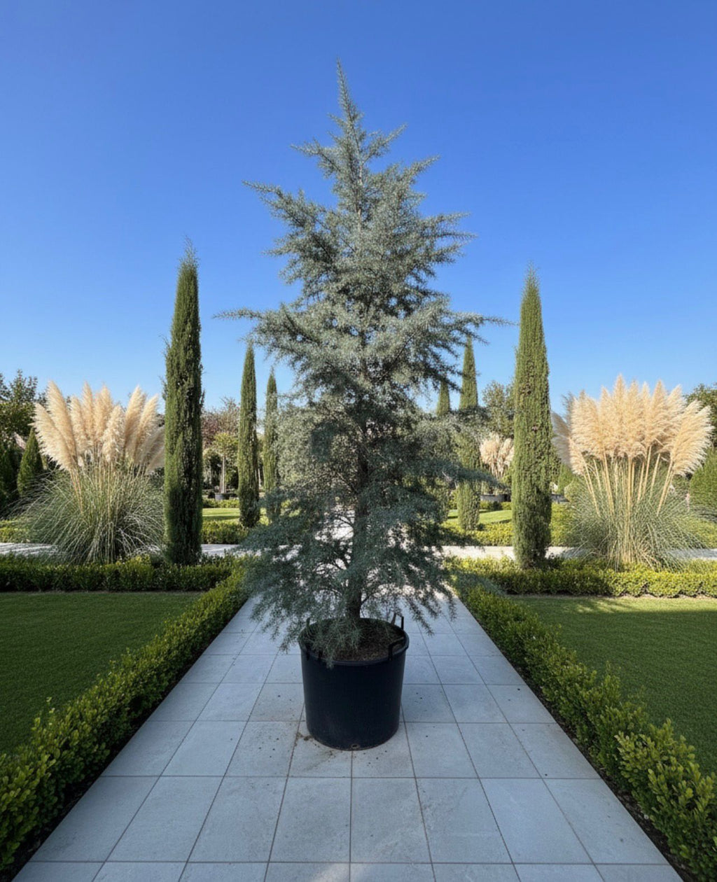 Deodara Cedar