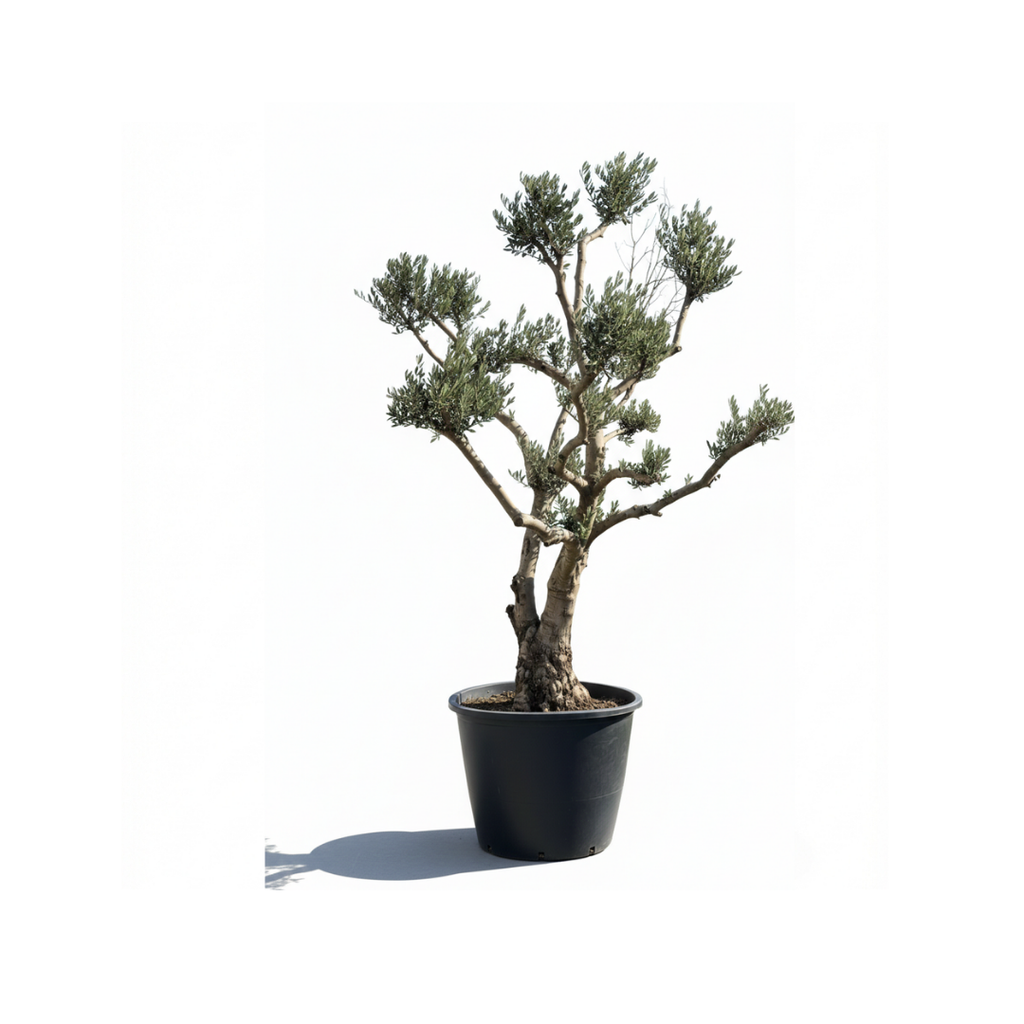 Large Italian Olive Trunk