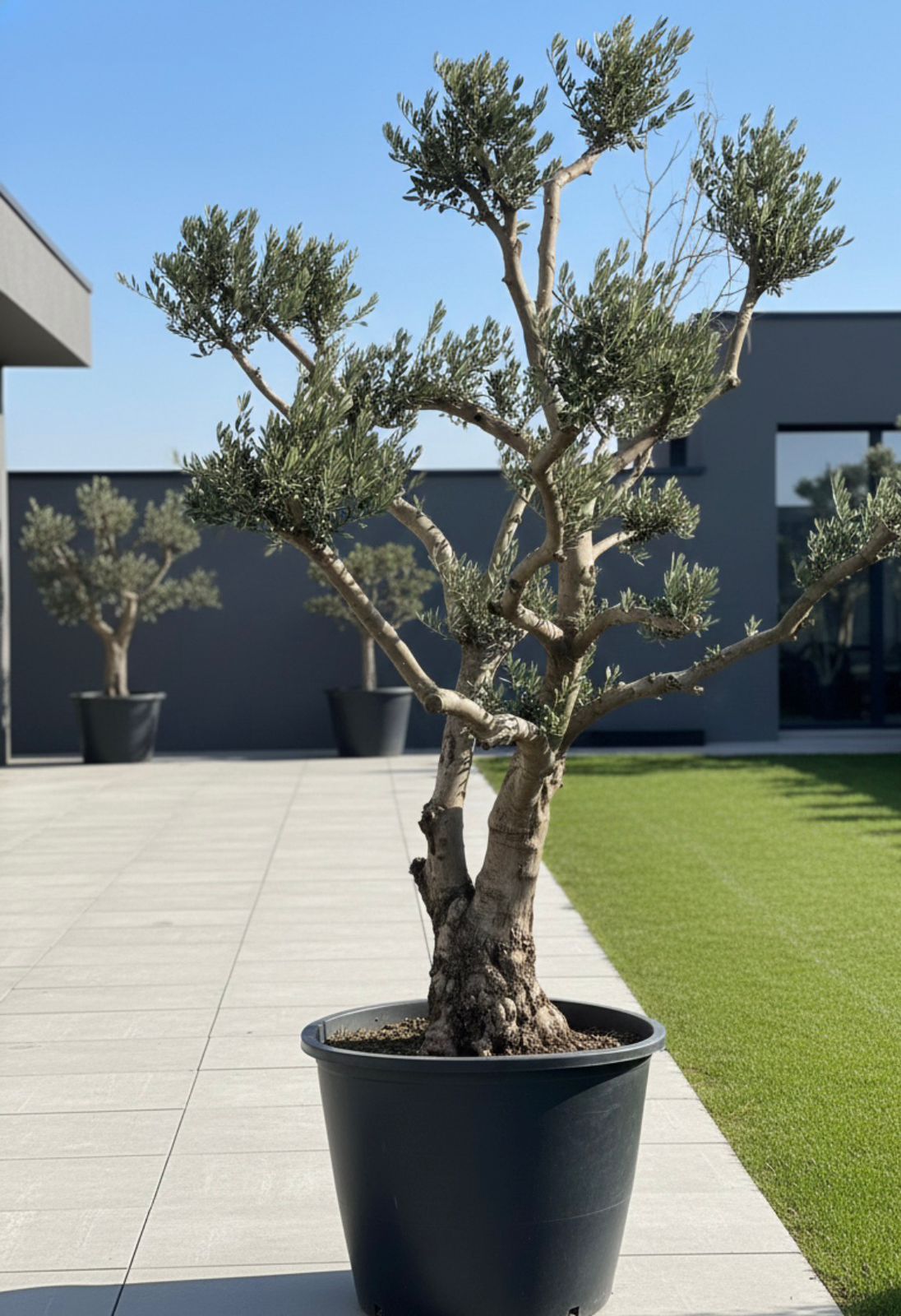 Large Italian Olive Trunk