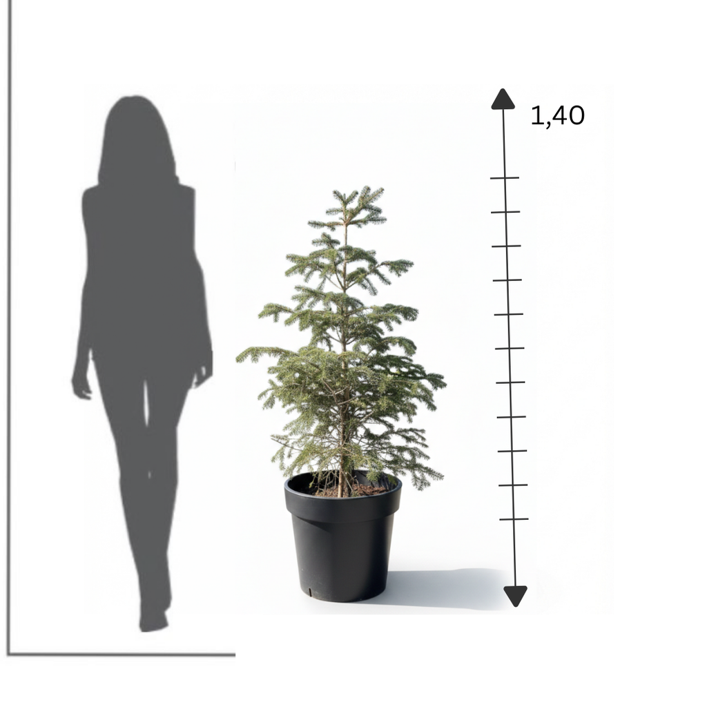 Lebanese Cedar