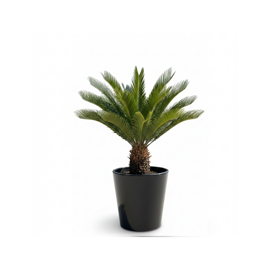 Cycas