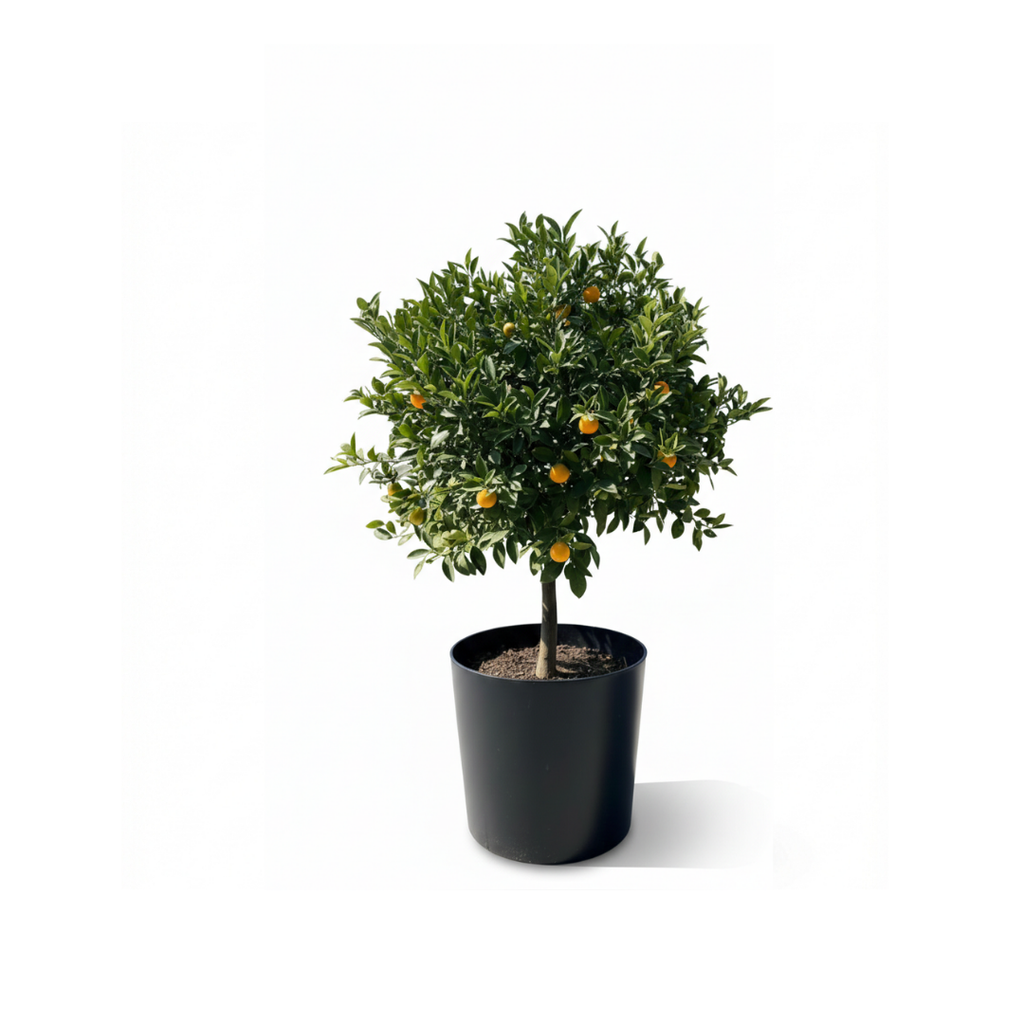 Sculpted Lemon Tree