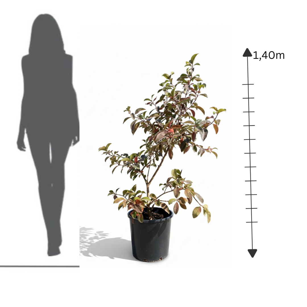 Photinia