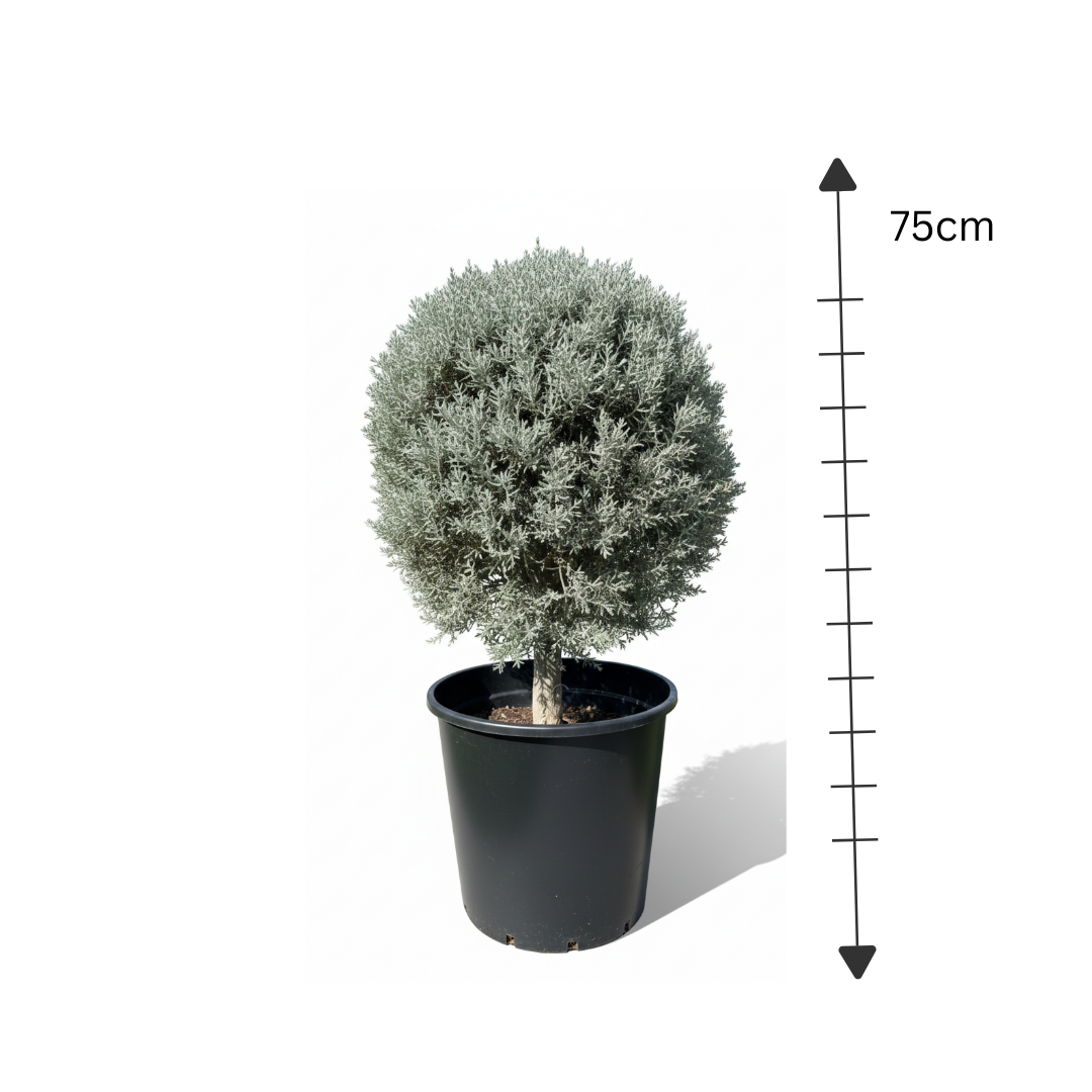 Silver Juniper ball