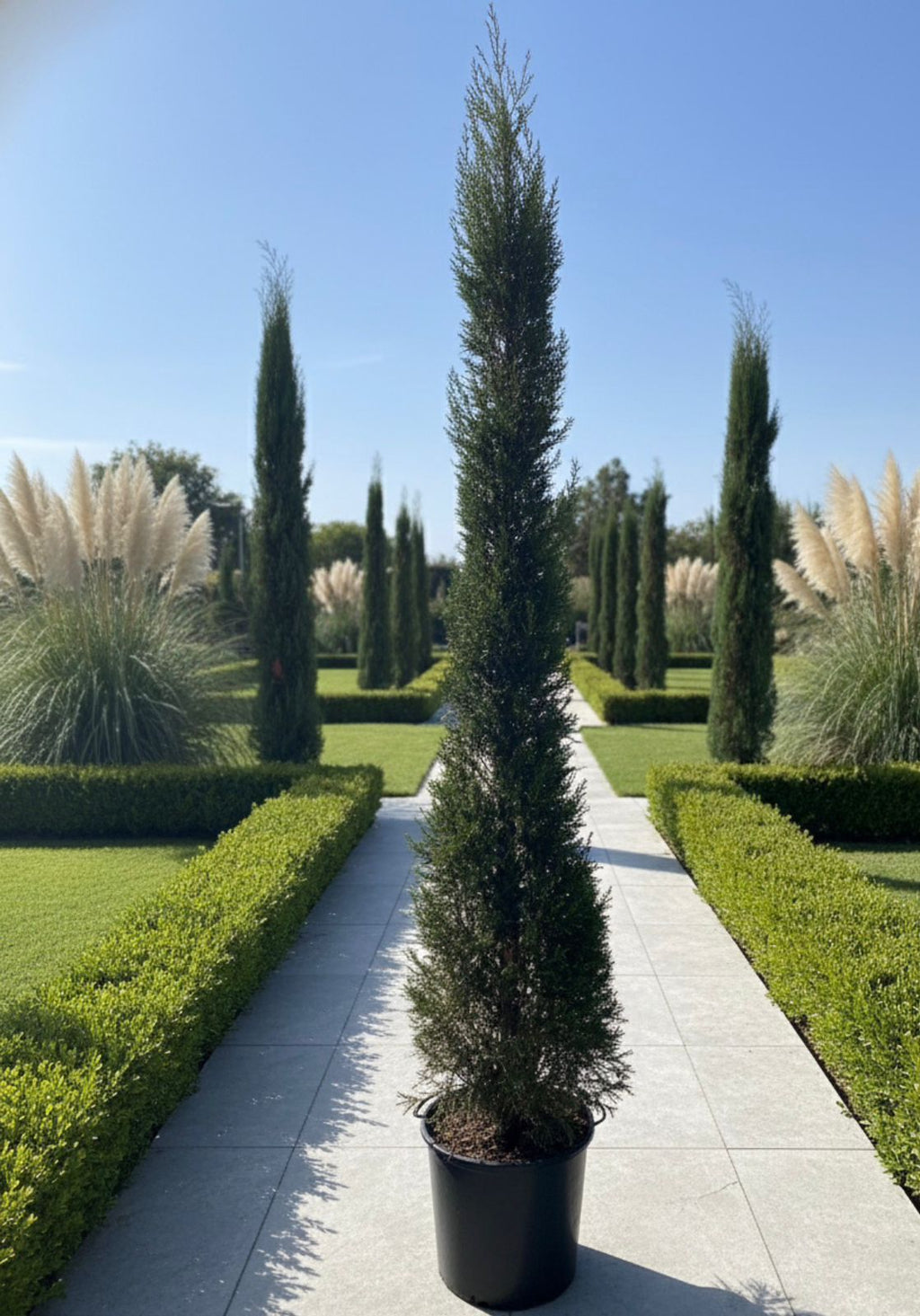 Goldcrest Cypress