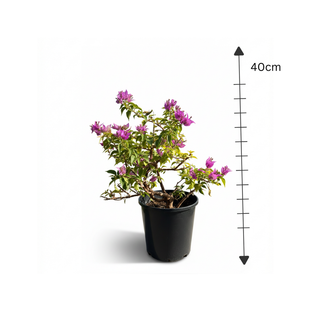 Bougainvillea