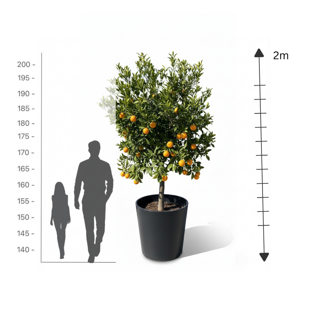 Sculpted Lemon Tree