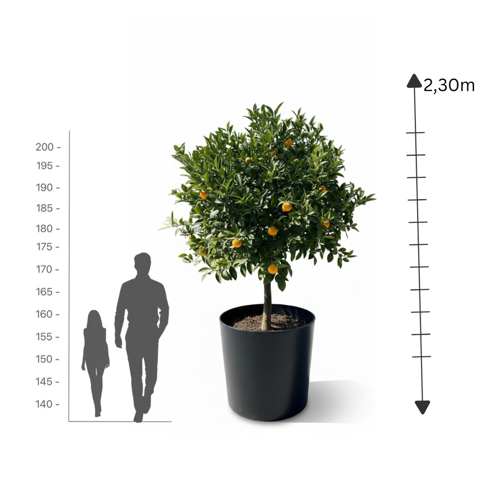 Italian Orange Tree
