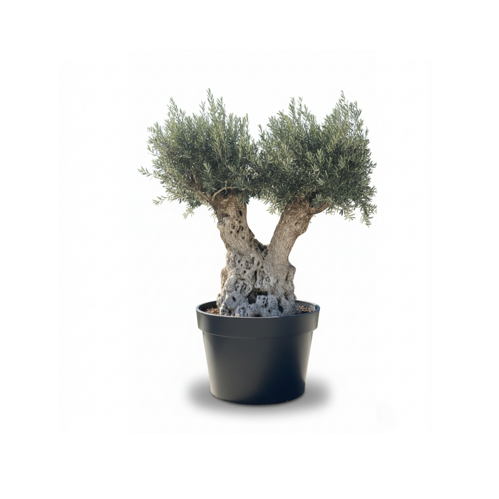 Twin-Head Ancient Olive