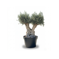 Twin-Head Ancient Olive