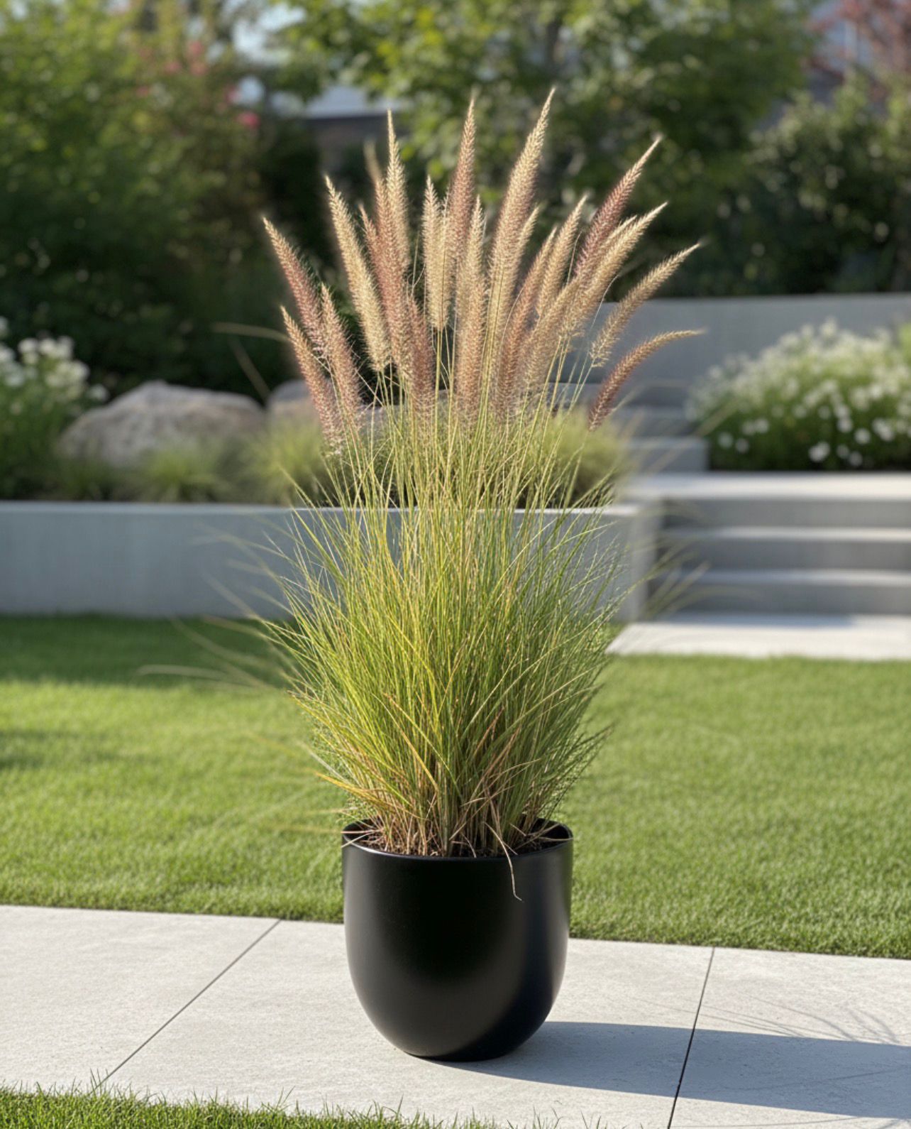Pink Cassia