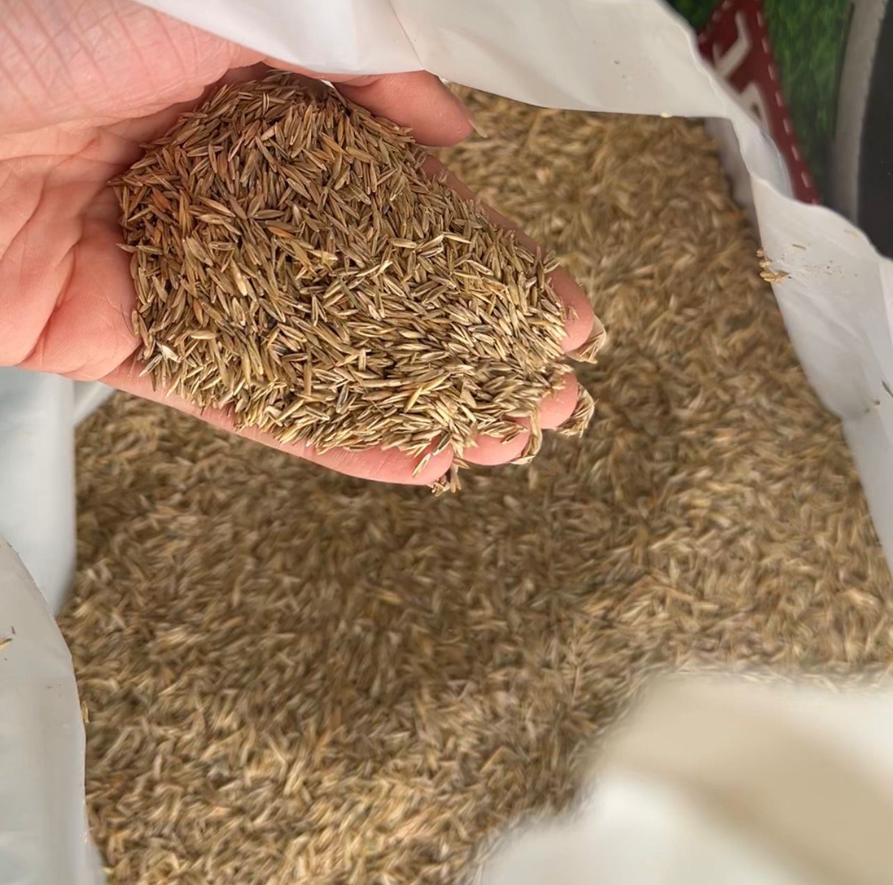 Premium German Grass Seed