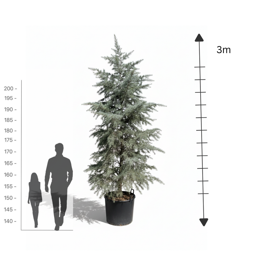 Deodara Cedar