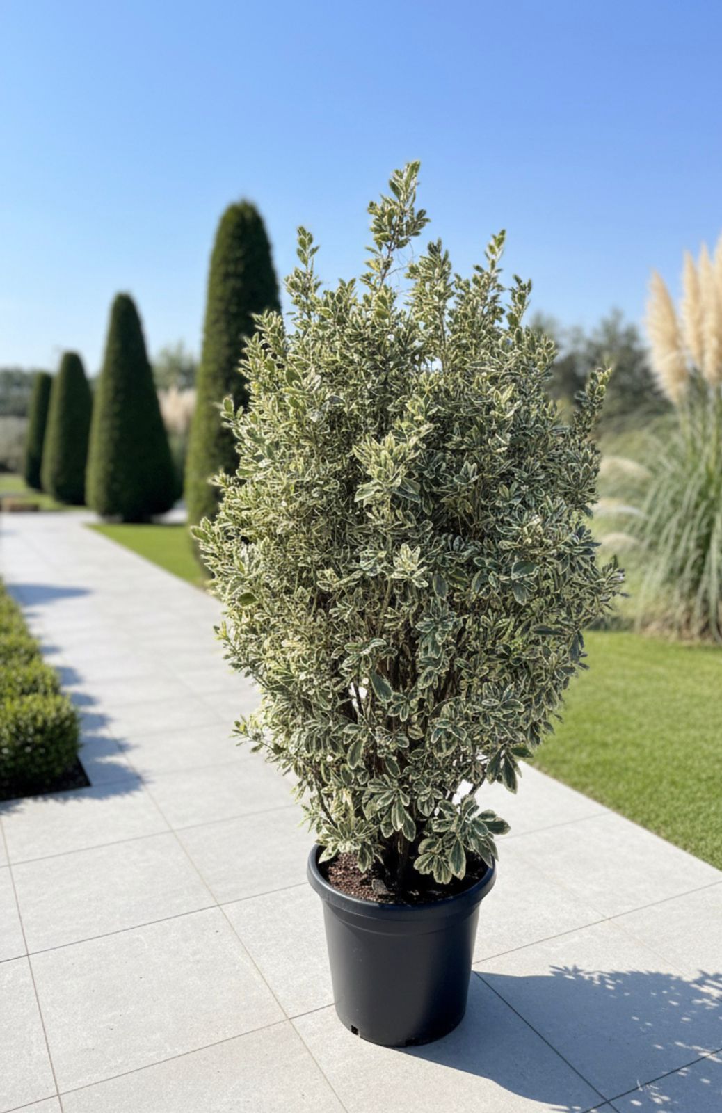 Silver Pyramidal Coral