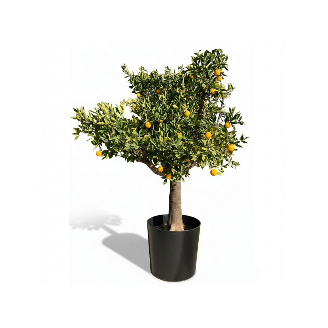 Century-Old Italian Orange Tree