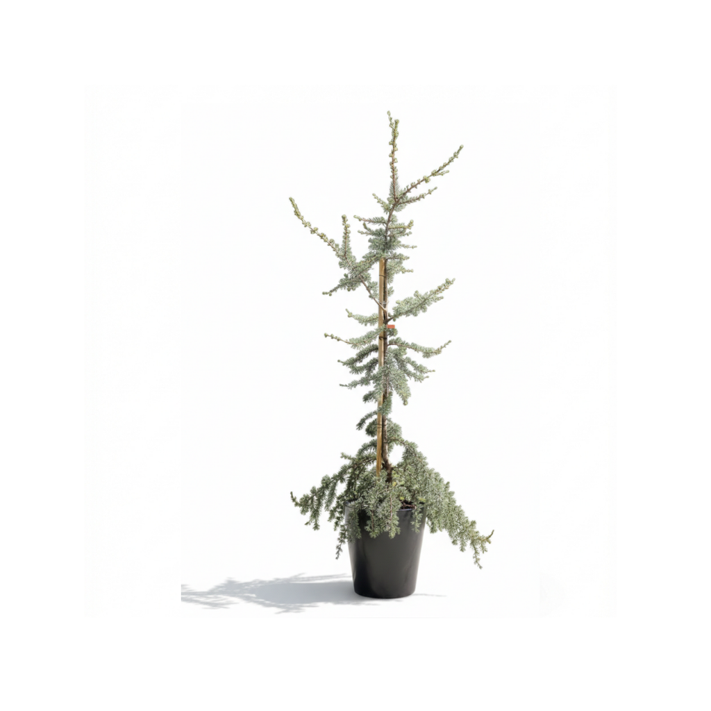 Silver Cedar
