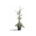 Silver Cedar