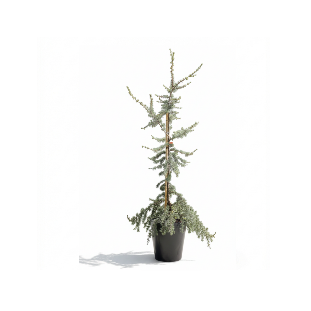 Silver Cedar