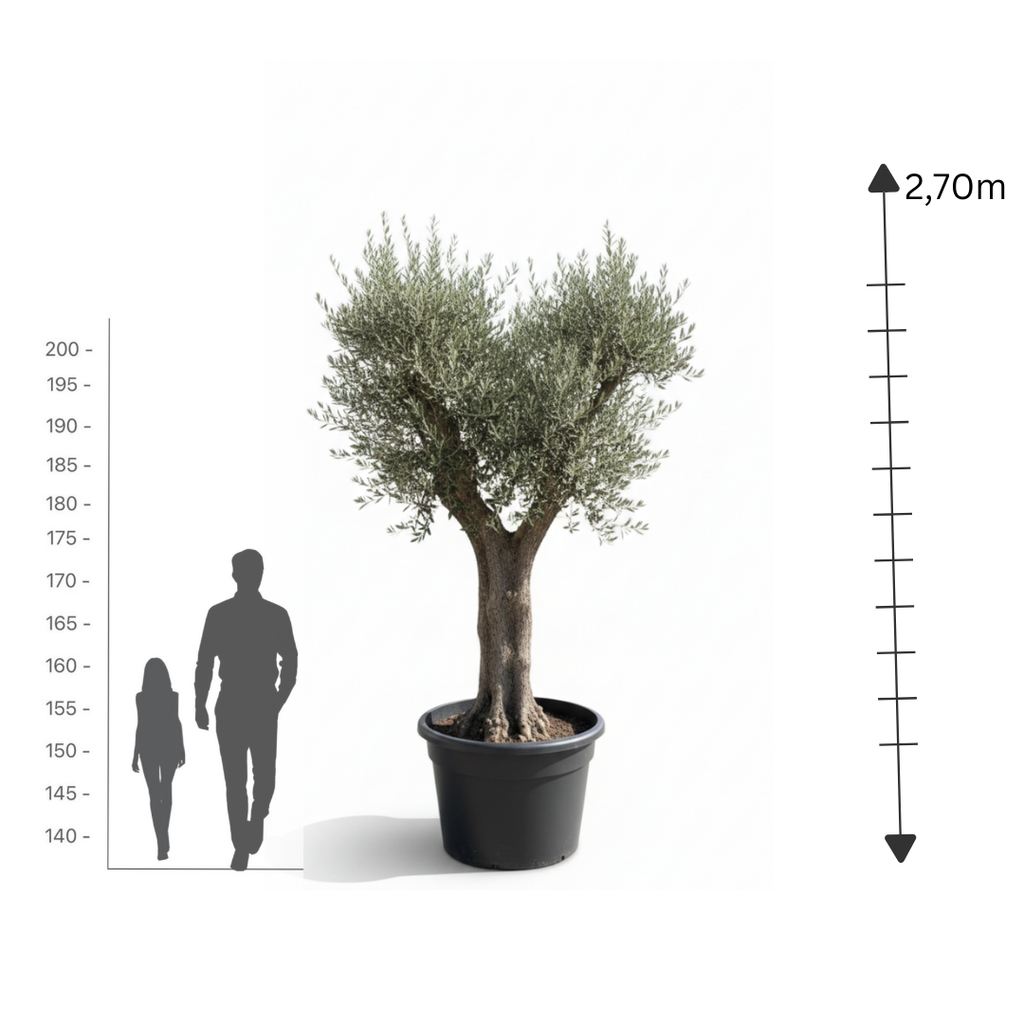 Spanish Olive "Crown"