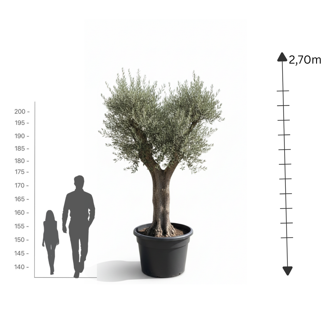 Spanish Olive "Crown"