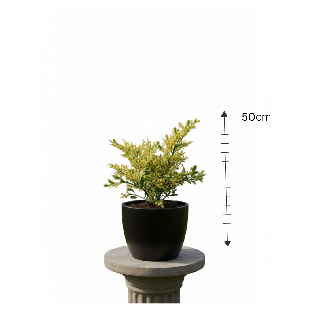 Small Yellow Russelia