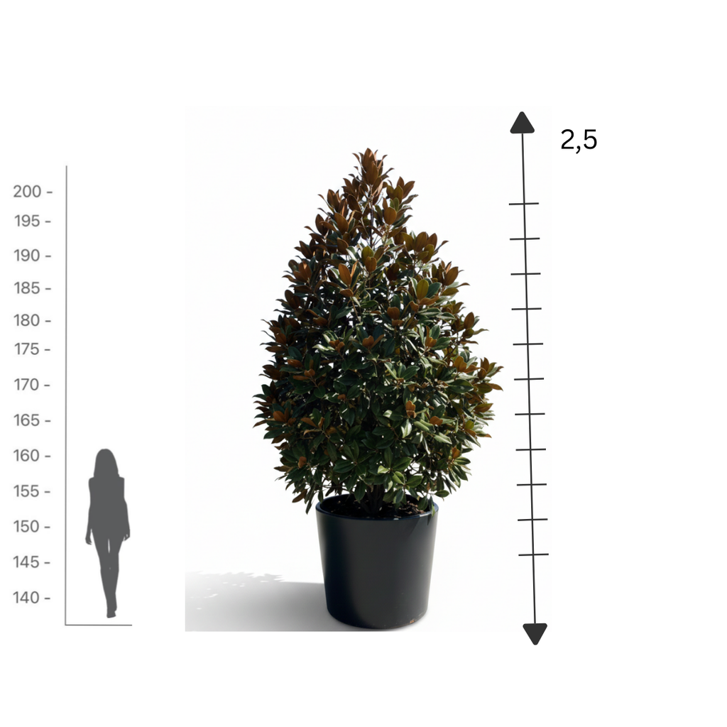 Grand Magnolia