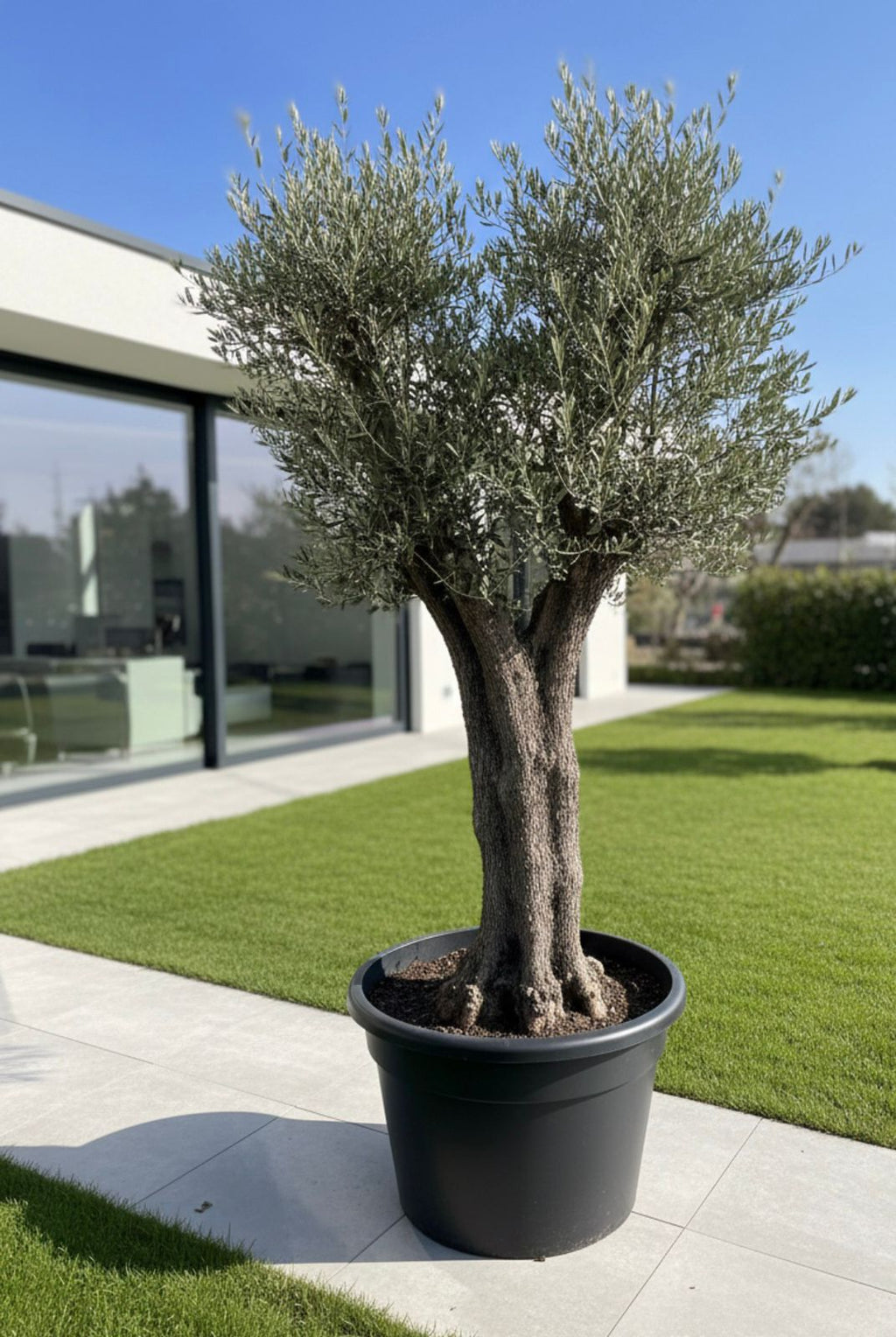Spanish Olive "Crown"
