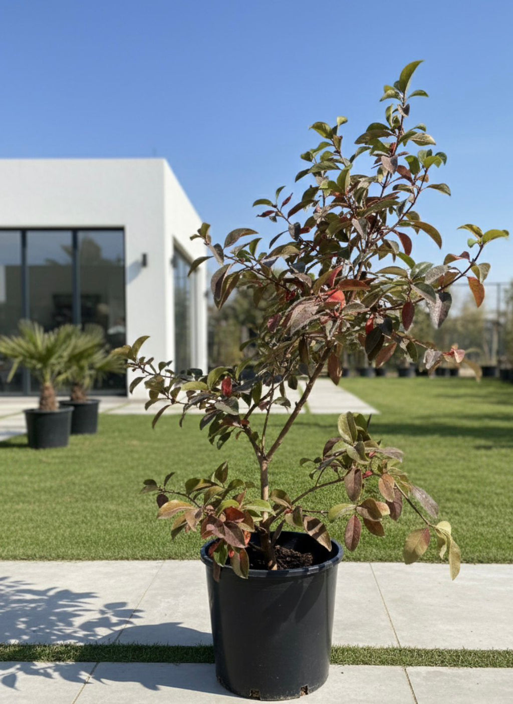 Photinia