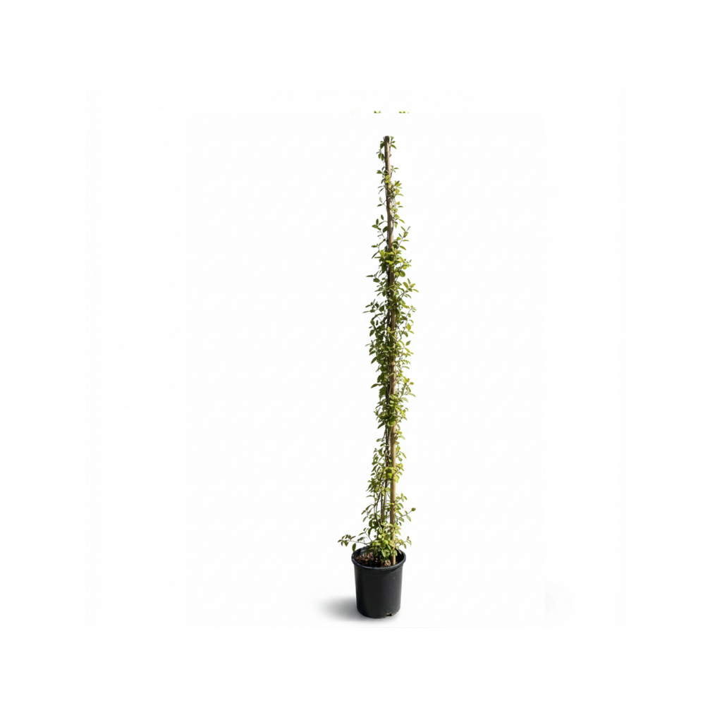 Italian Jasmine