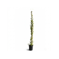 Italian Jasmine