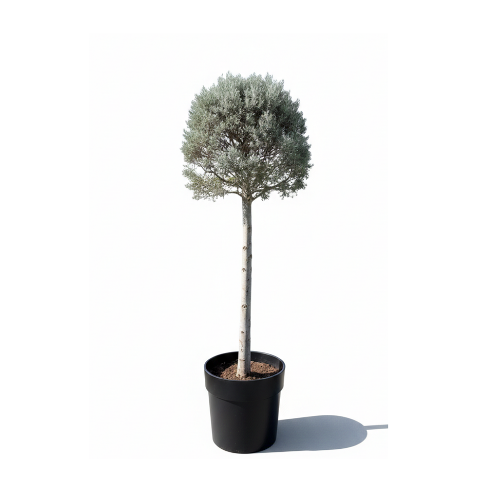 Silver Juniper tige