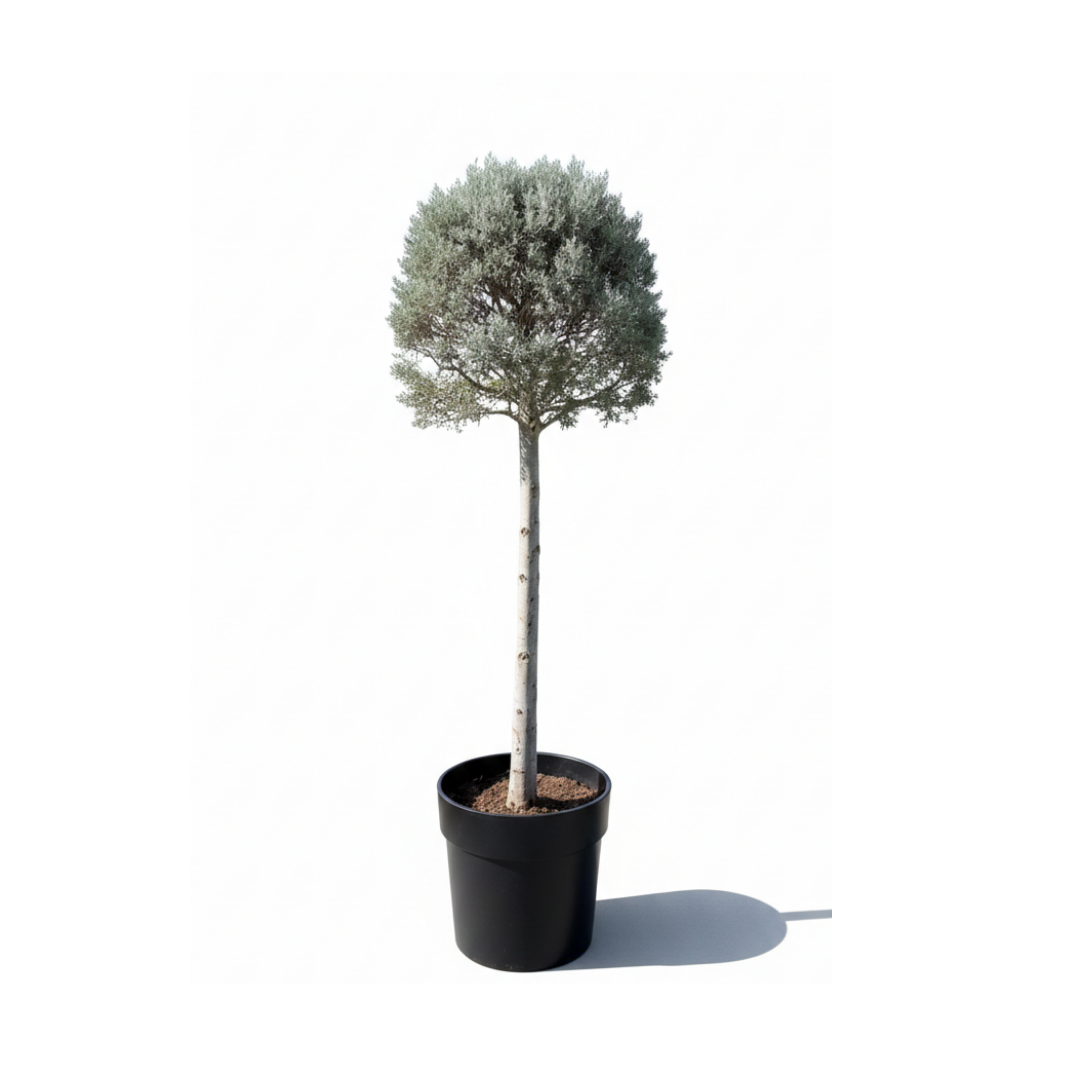 Silver Juniper tige