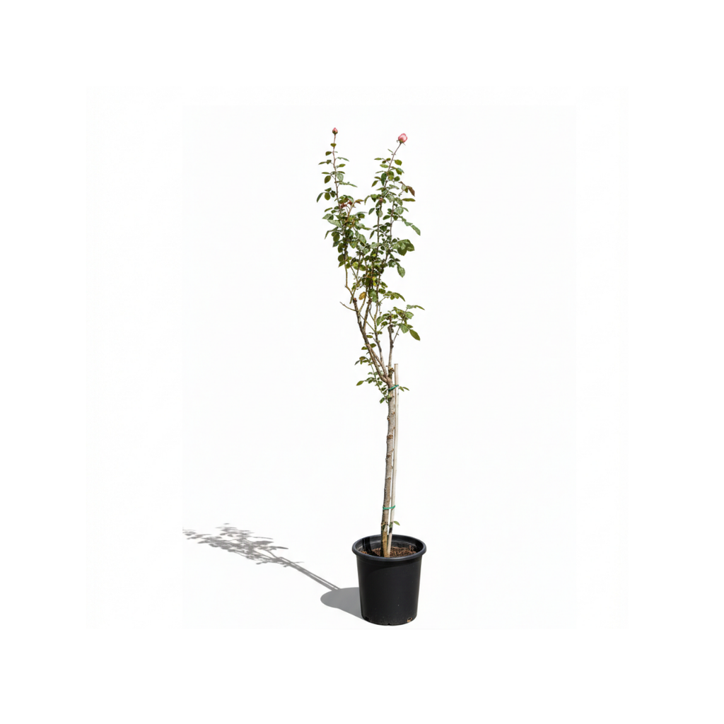 Italian Rose Tree