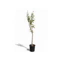 Italian Rose Tree