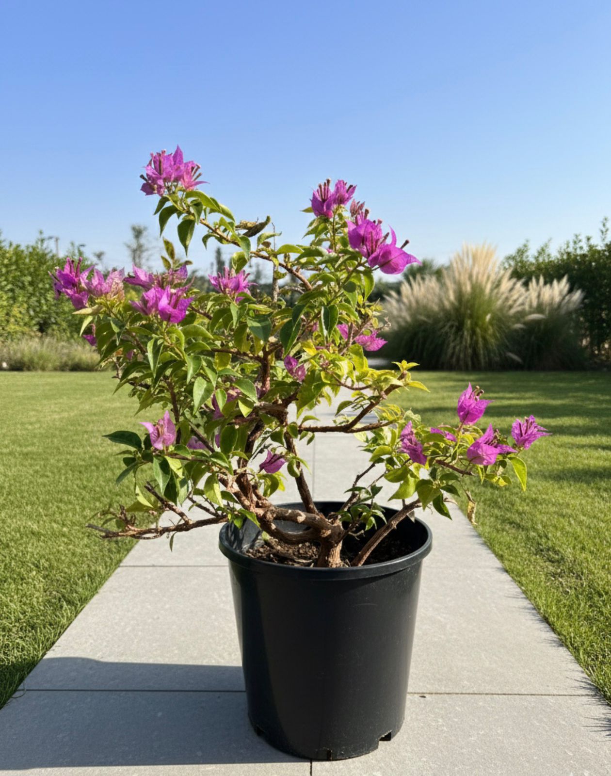 Bougainvillea