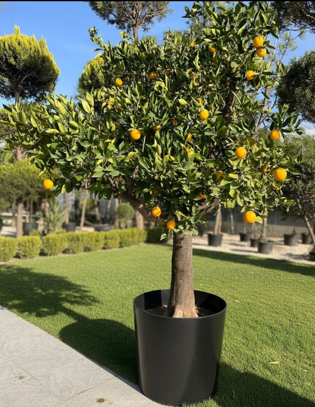 Century-Old Italian Orange Tree