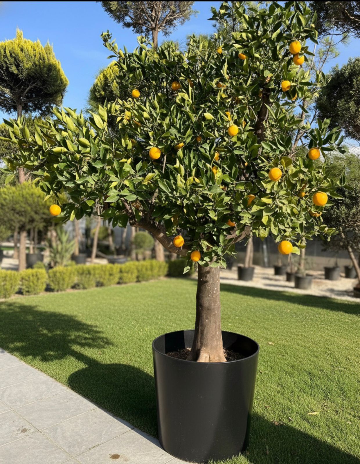 Century-Old Italian Orange Tree