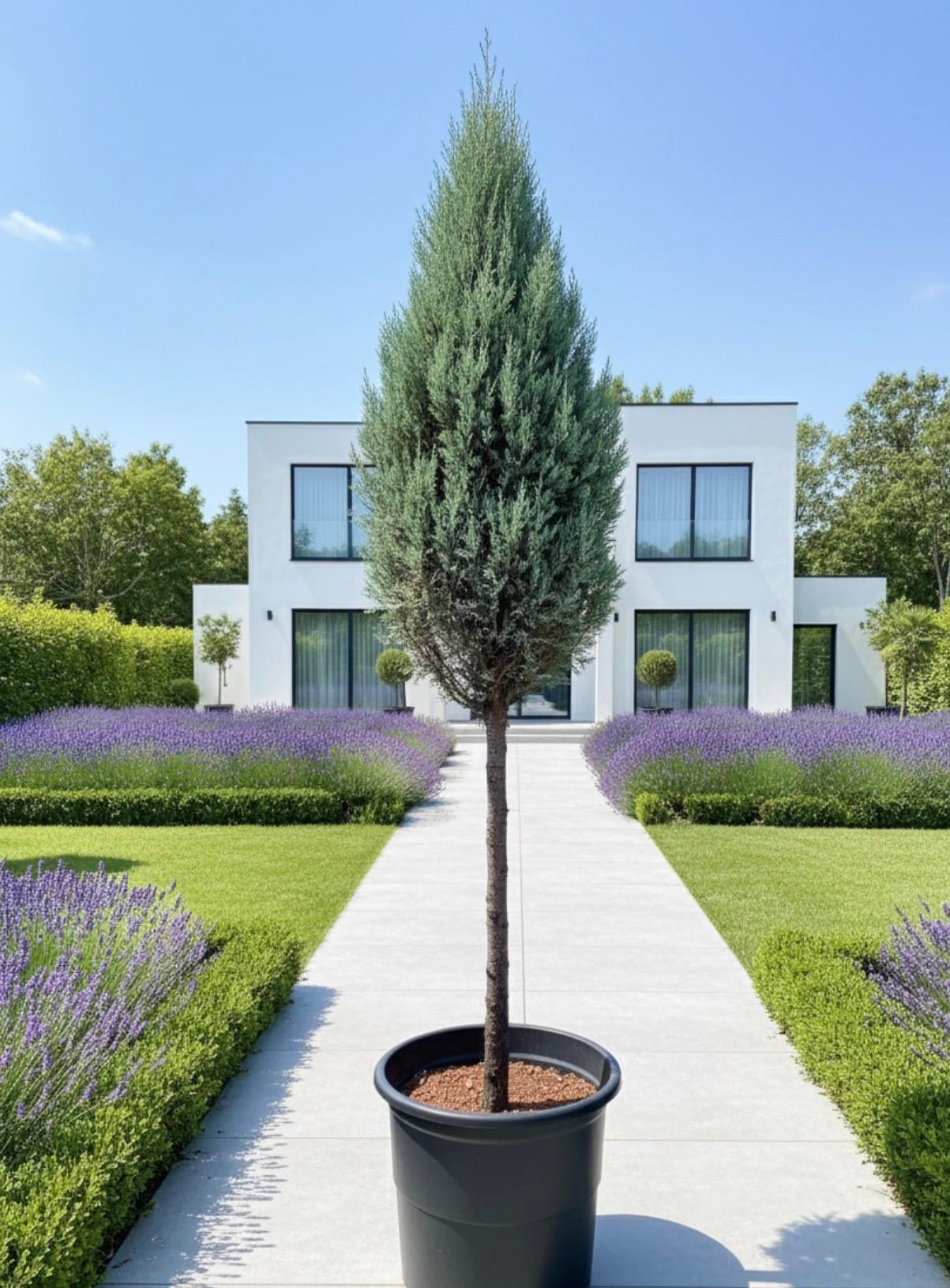 1-Ball Cypress Topiary